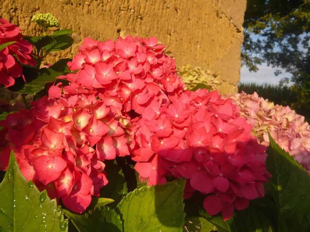 Bed & Breakfast - Maison De Marie Messimy-sur-Saone Exterior foto